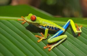 A colorful red-eyed tree frog resting on a green leaf in close-up view.